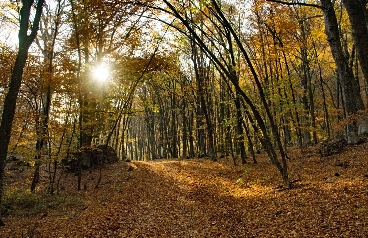 Сказки крымского леса